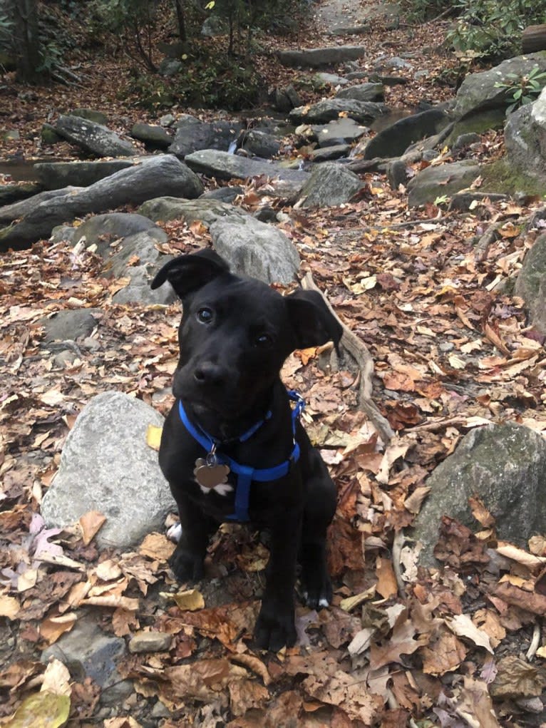 Bruin, an American Pit Bull Terrier and Boxer mix tested with EmbarkVet.com