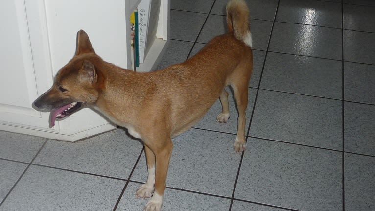 Hangtown's Gracie, a New Guinea Singing Dog tested with EmbarkVet.com