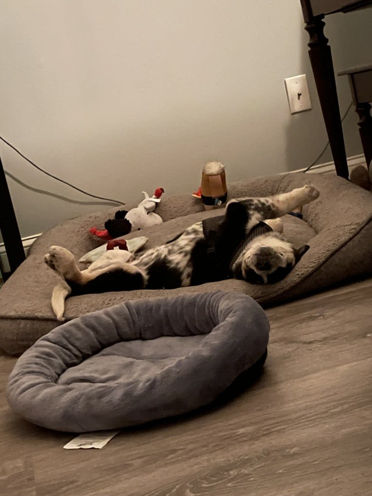 Charlie, a Siberian Husky and Australian Cattle Dog mix tested with EmbarkVet.com