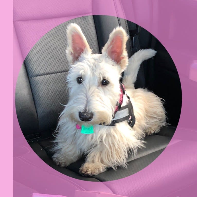 Emmy, a Scottish Terrier tested with EmbarkVet.com