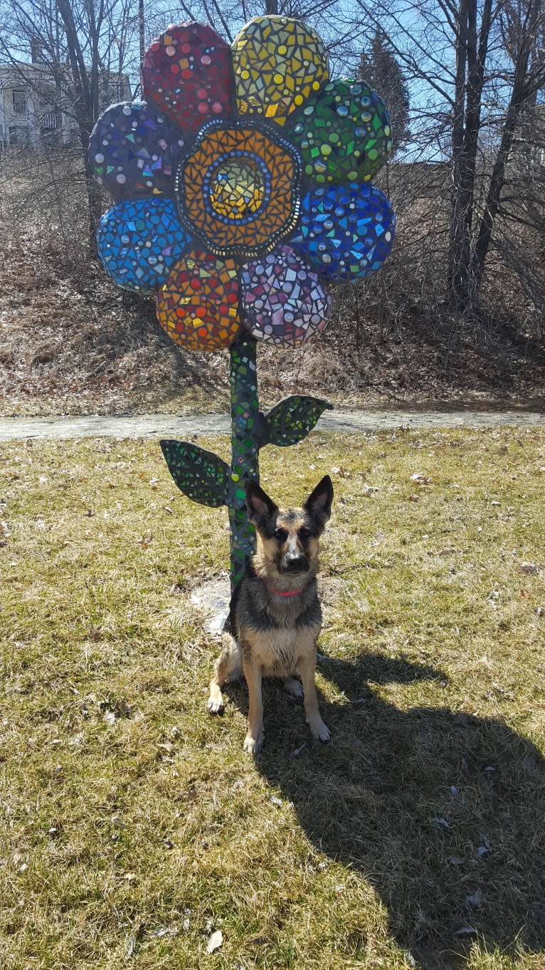 Ava Lynch, a German Shepherd Dog tested with EmbarkVet.com