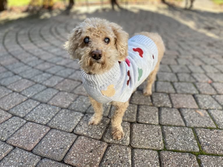 Cocomelon, a Poodle (Small) and Lhasa Apso mix tested with EmbarkVet.com