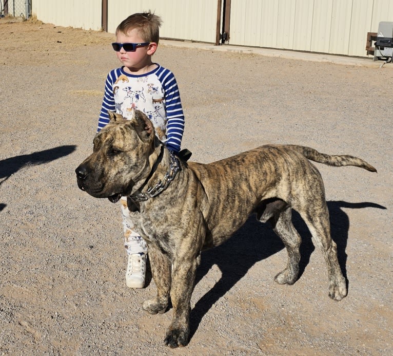 Ashrik, a Perro de Presa Canario tested with EmbarkVet.com