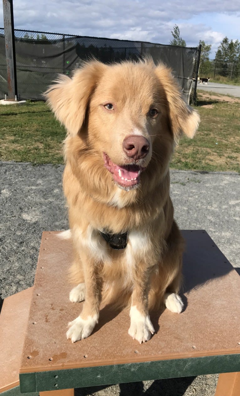 Kodiak, a Nova Scotia Duck Tolling Retriever tested with EmbarkVet.com