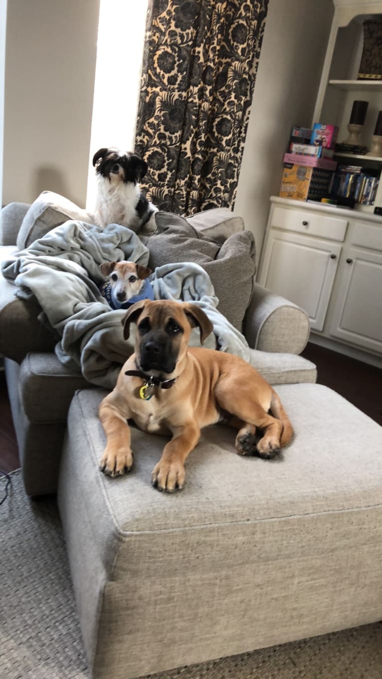 Baloo, a Cane Corso and Labrador Retriever mix tested with EmbarkVet.com