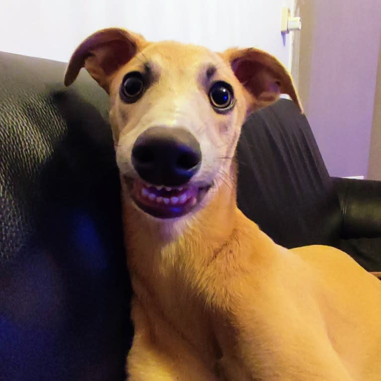 Roderick, a Whippet (15.0% unresolved) tested with EmbarkVet.com