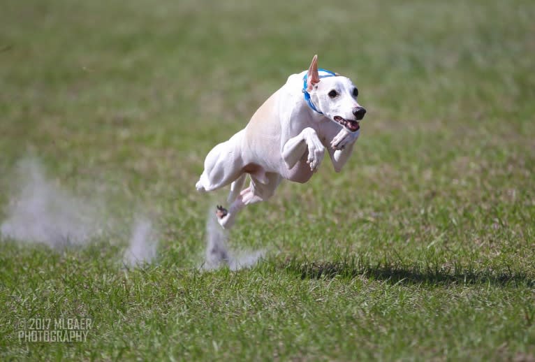 Zoom, a Whippet tested with EmbarkVet.com
