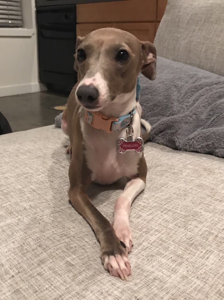 Penelope, an Italian Greyhound tested with EmbarkVet.com