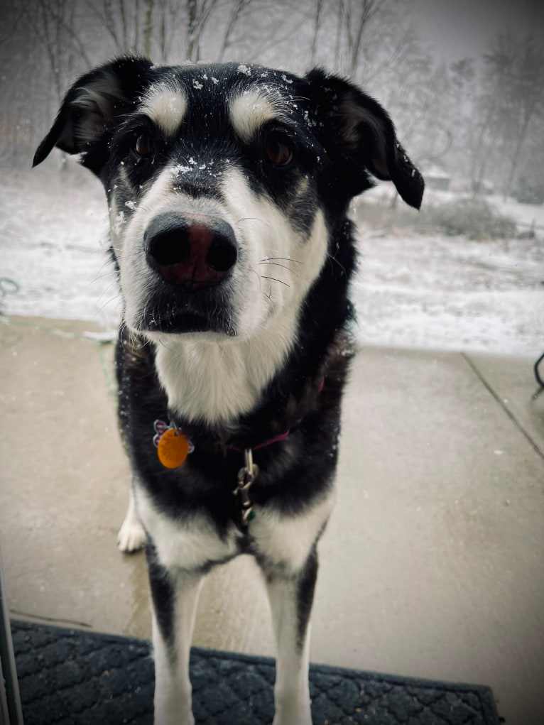 Keira, an Alaskan Malamute and Siberian Husky mix tested with EmbarkVet.com