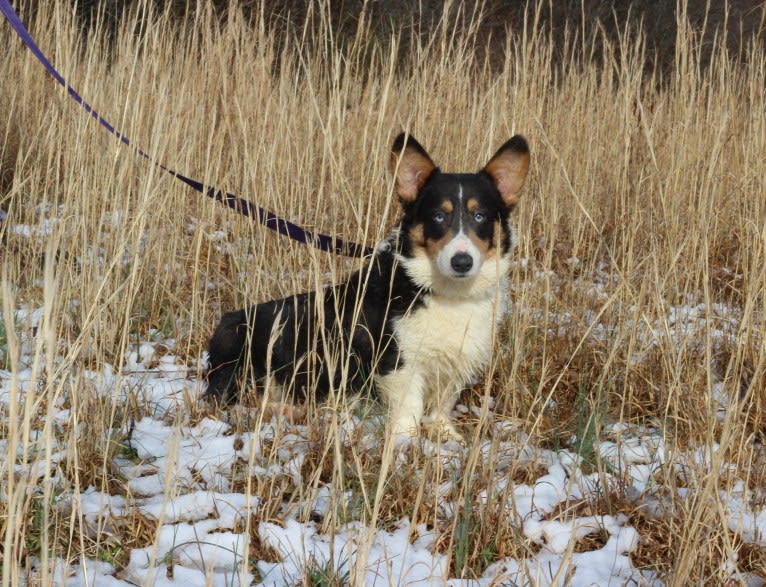 Butterball, a Pembroke Welsh Corgi tested with EmbarkVet.com