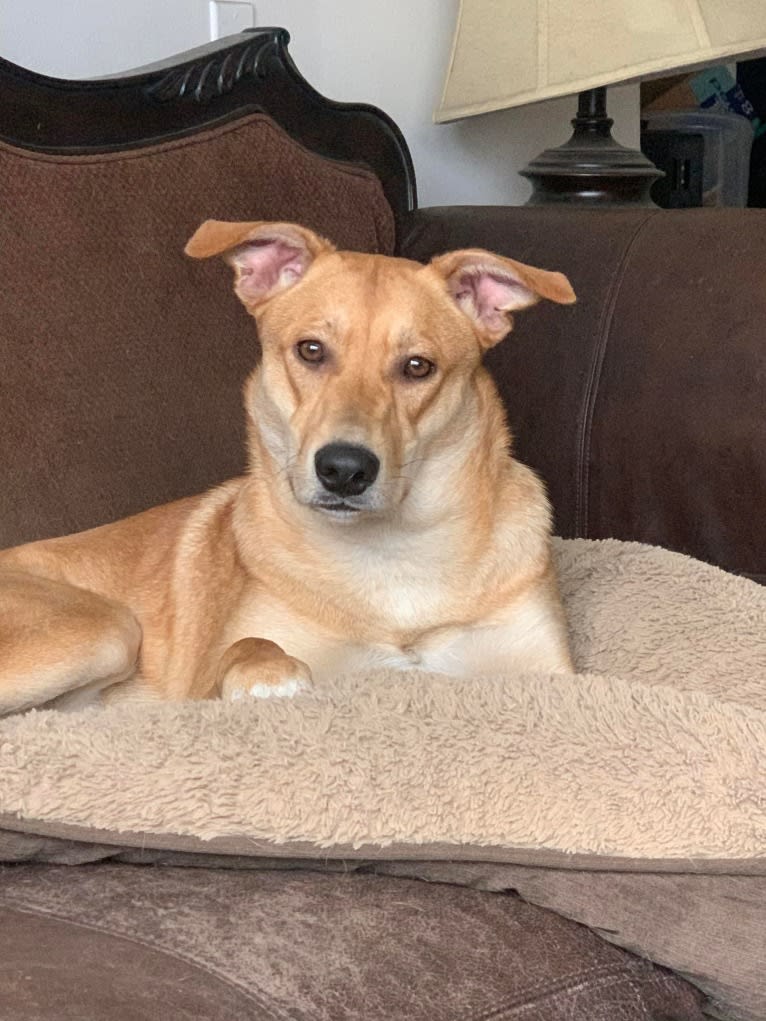 Fizz, a Carolina Dog tested with EmbarkVet.com