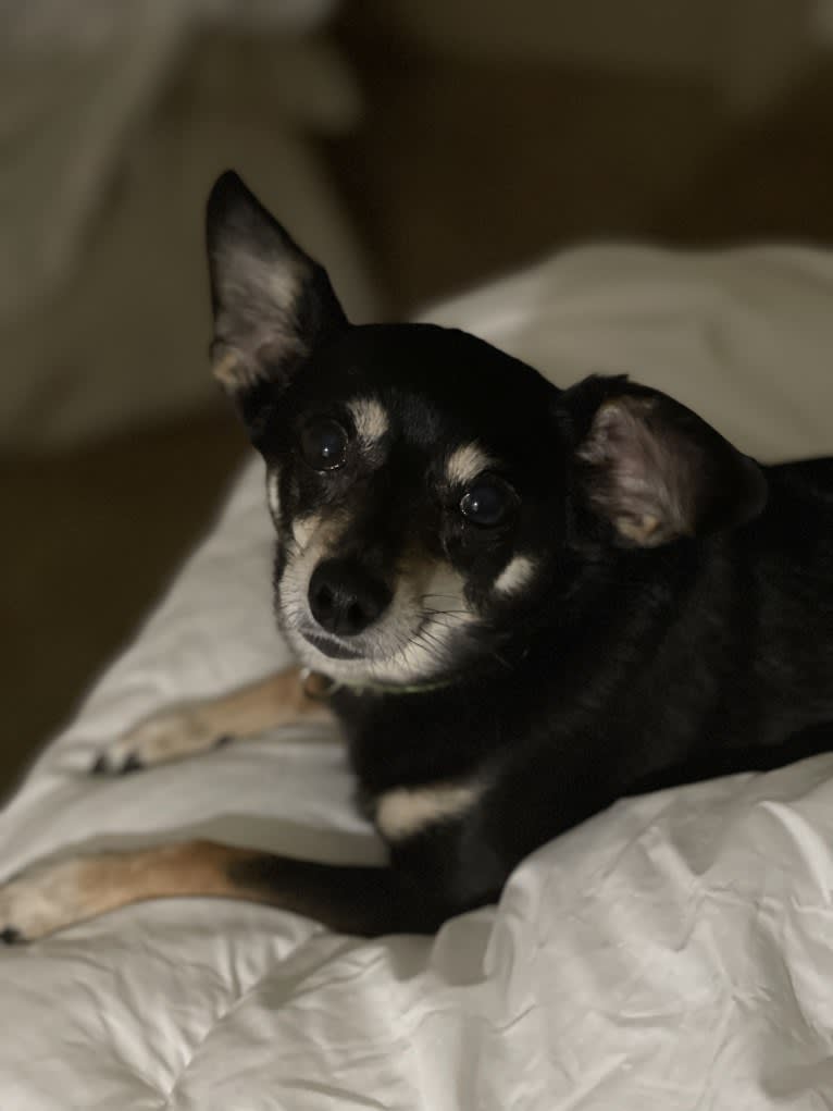 Jake, a Chihuahua and Dachshund mix tested with EmbarkVet.com