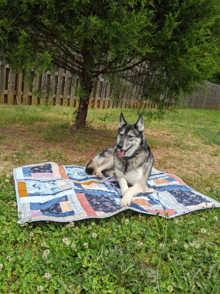 Basha, a Siberian Husky and German Shepherd Dog mix tested with EmbarkVet.com