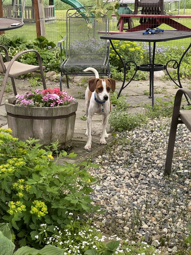 Linus, a Beagle and Chihuahua mix tested with EmbarkVet.com