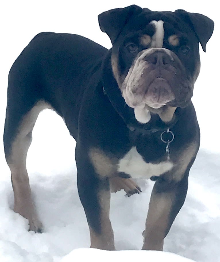 Quincy, a Bulldog tested with EmbarkVet.com