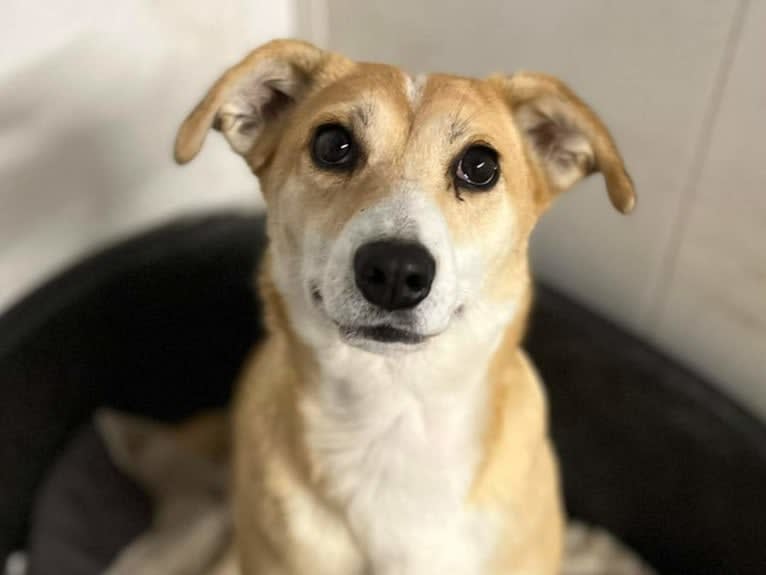 Marley, an Eastern European Village Dog and Labrador Retriever mix tested with EmbarkVet.com