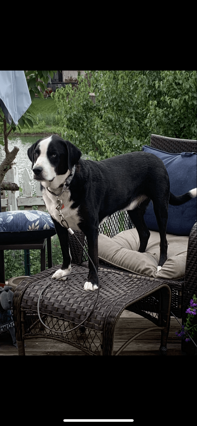 Gatsby, a Beagle and Siberian Husky mix tested with EmbarkVet.com