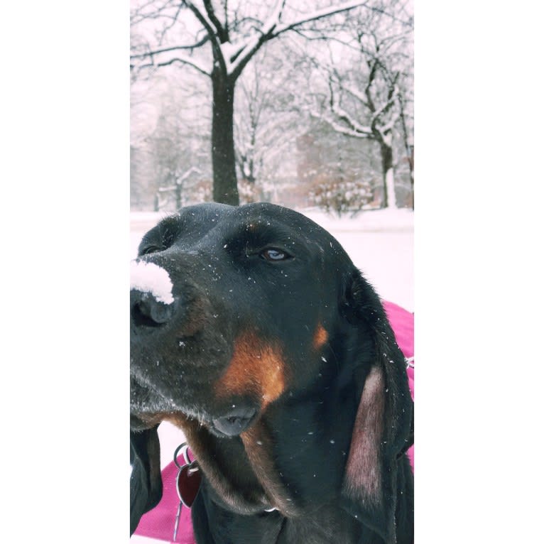 Roxy, a Black and Tan Coonhound tested with EmbarkVet.com