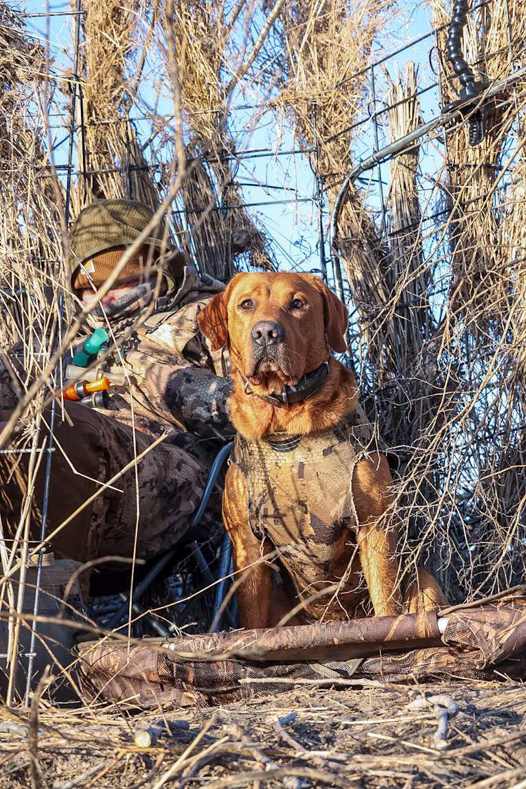 Rip, a Labrador Retriever tested with EmbarkVet.com