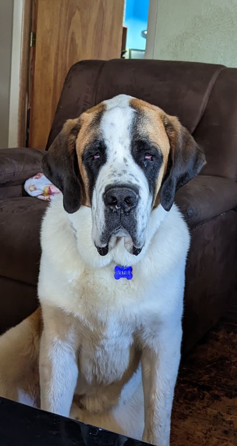 Charlie, a Saint Bernard tested with EmbarkVet.com