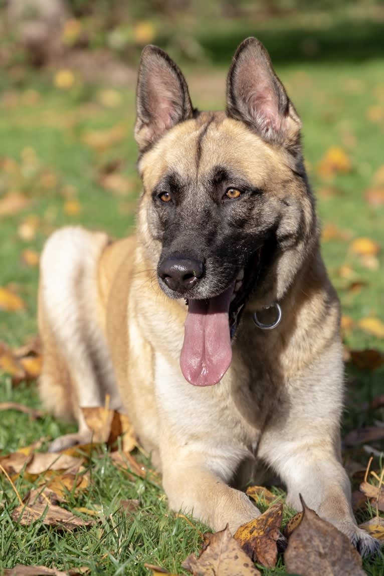 Riley, a German Shepherd Dog and Akita mix tested with EmbarkVet.com