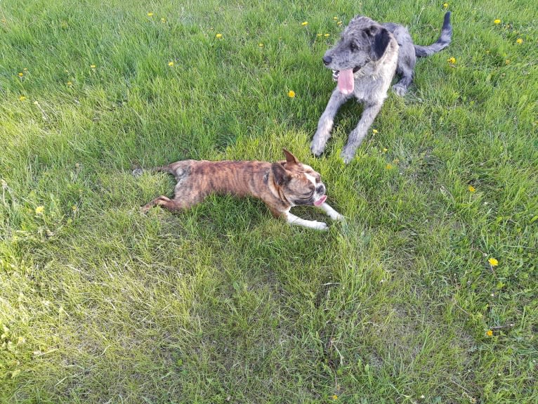 Achelois, a Bouvier des Flandres and Great Dane mix tested with EmbarkVet.com