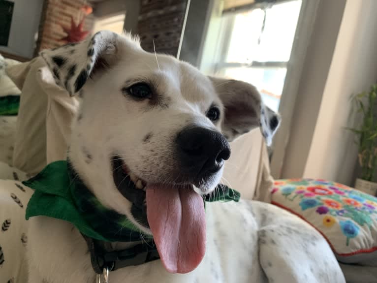 Louis, an American Pit Bull Terrier and Cocker Spaniel mix tested with EmbarkVet.com