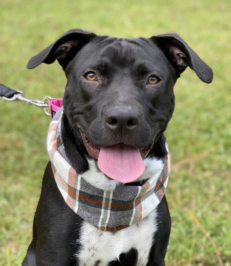 Twilight, an American Pit Bull Terrier and American Staffordshire Terrier mix tested with EmbarkVet.com