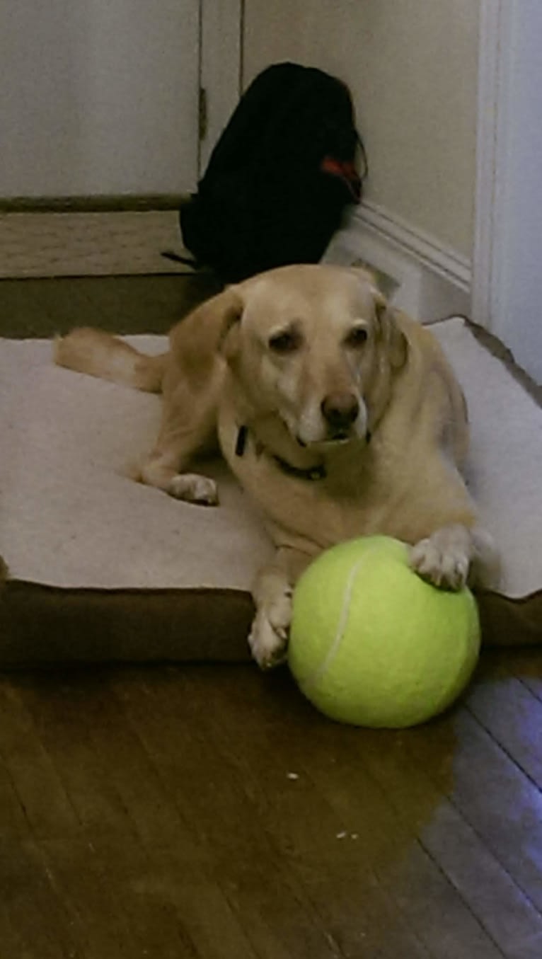 Tank, a German Shepherd Dog and Labrador Retriever mix tested with EmbarkVet.com