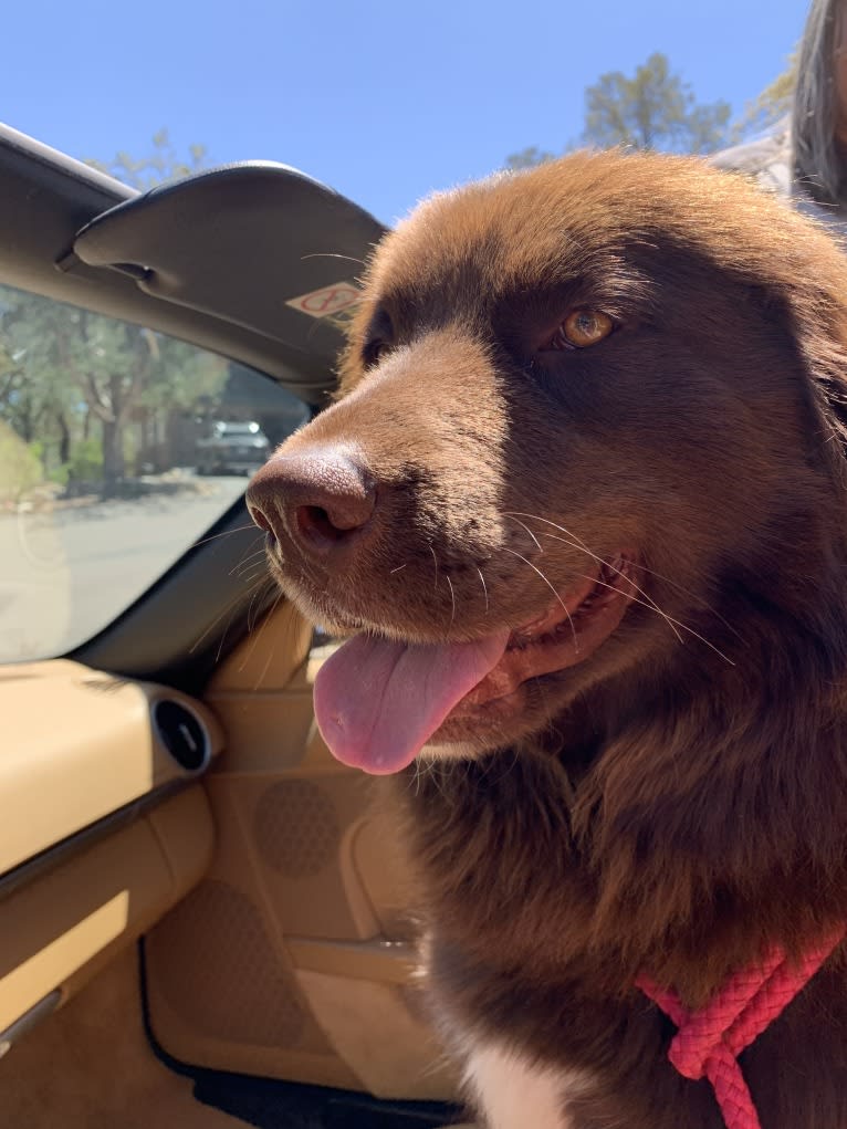 Rosey, a Newfoundland and Siberian Husky mix tested with EmbarkVet.com