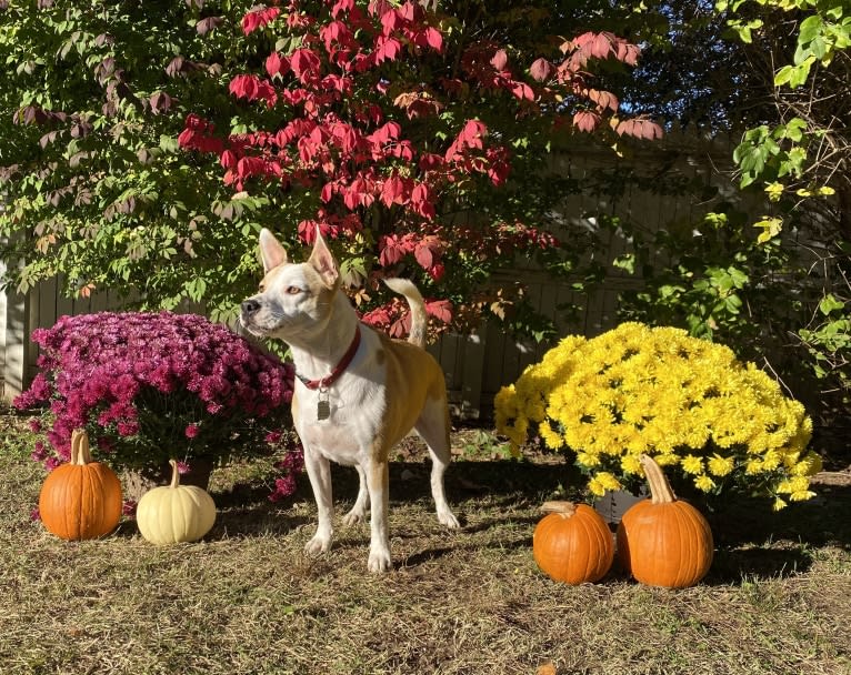 Spike, an American Pit Bull Terrier and Miniature/MAS-type Australian Shepherd mix tested with EmbarkVet.com