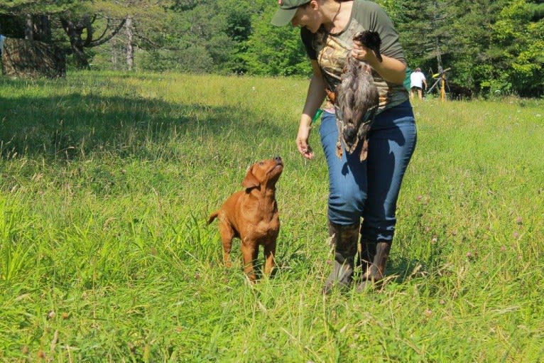 Aries, a Labrador Retriever tested with EmbarkVet.com