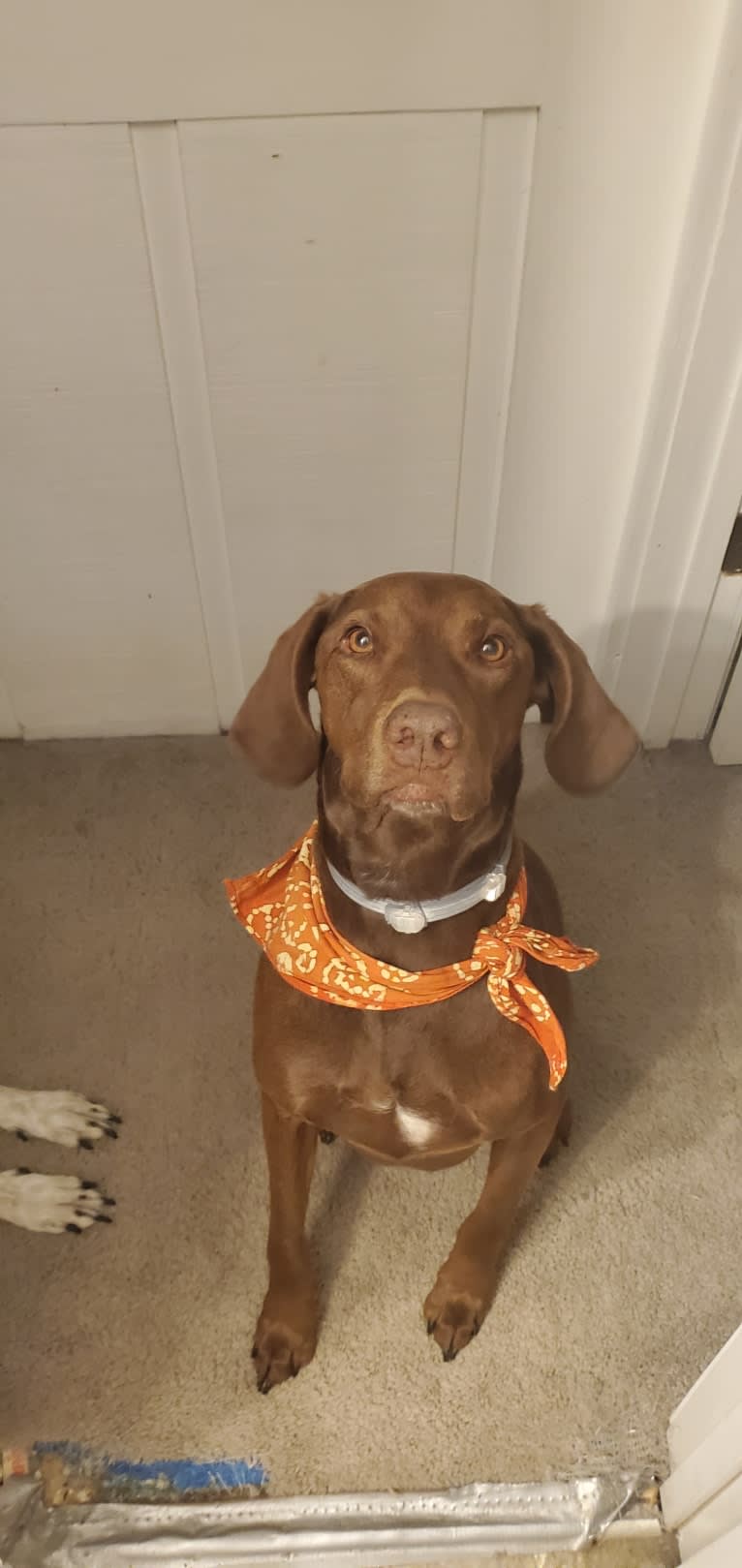 Dakota, a Chesapeake Bay Retriever and German Shorthaired Pointer mix tested with EmbarkVet.com