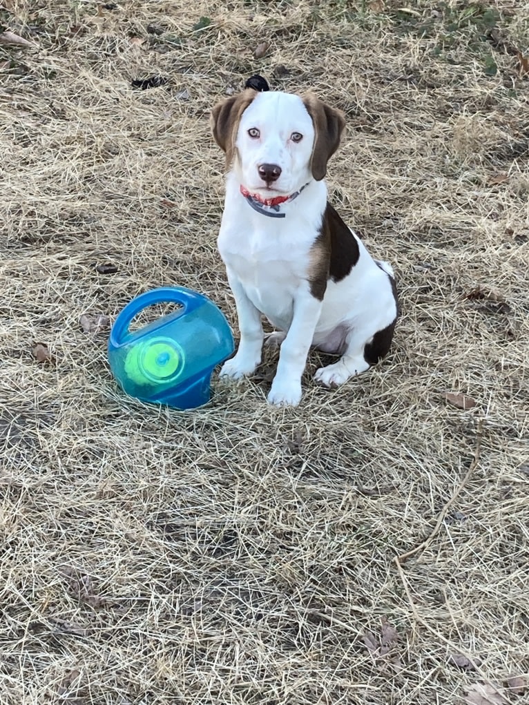 Lacey, a Beagle and Mountain Cur mix tested with EmbarkVet.com