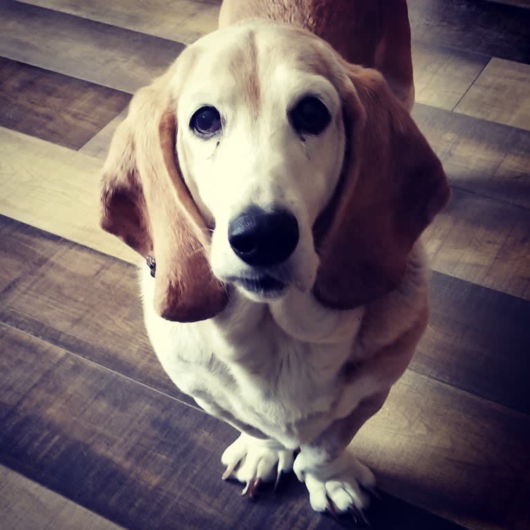 Aster, a Basset Hound tested with EmbarkVet.com