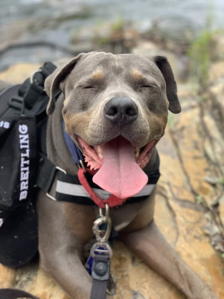 Smokey, an American Bully tested with EmbarkVet.com