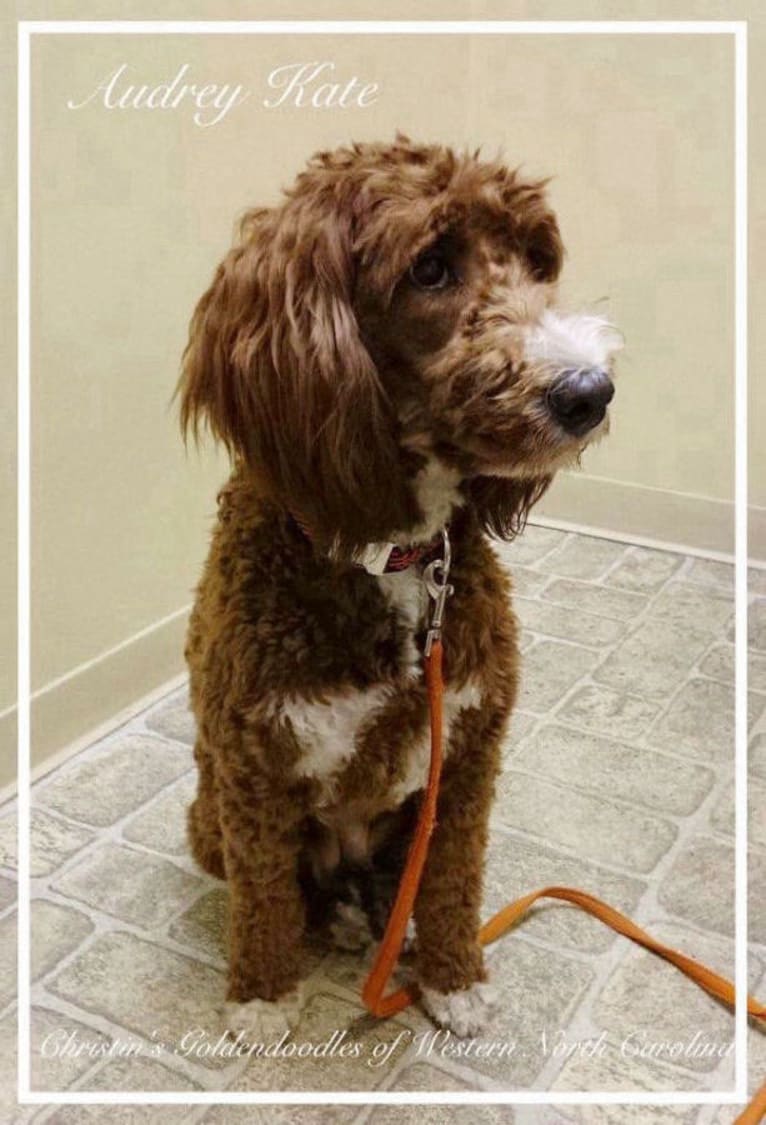 Audrey Kate, a Goldendoodle (2.8% unresolved) tested with EmbarkVet.com
