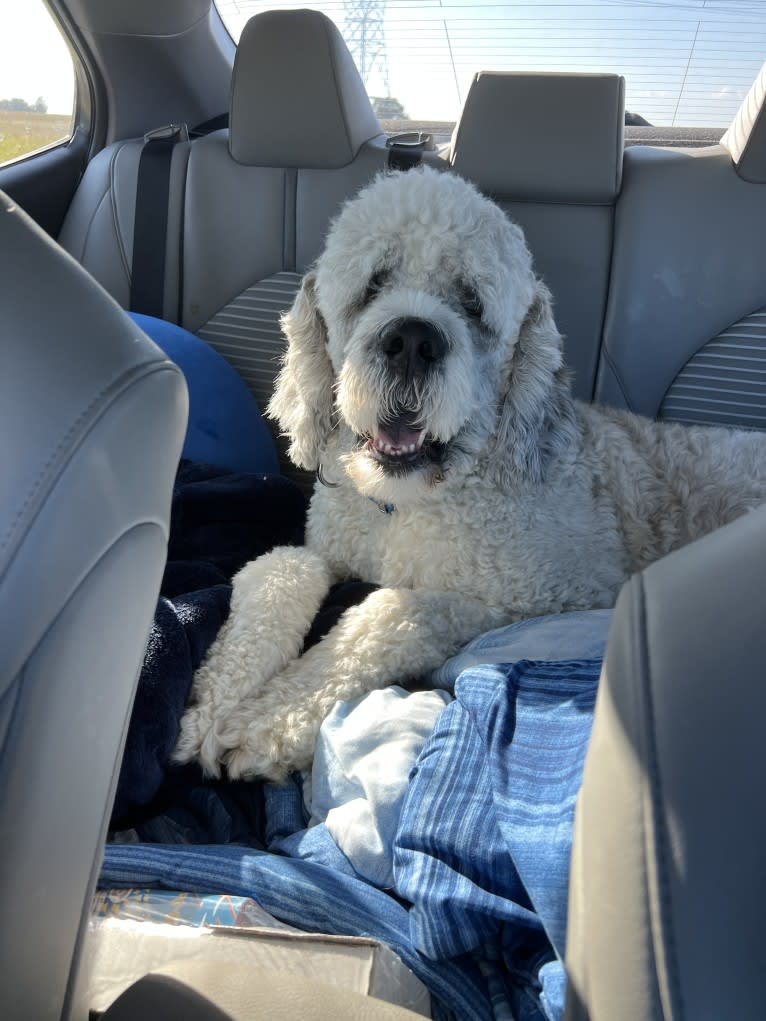 Moose, a St. Berdoodle tested with EmbarkVet.com