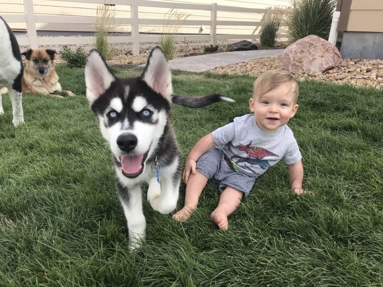 Drake Flynn, a Siberian Husky tested with EmbarkVet.com