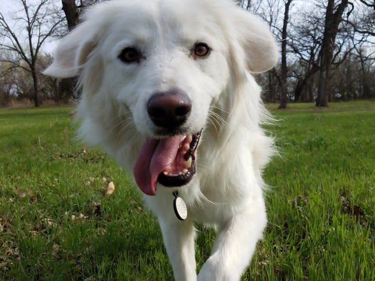 Luca, a Great Pyrenees and Pomeranian mix tested with EmbarkVet.com