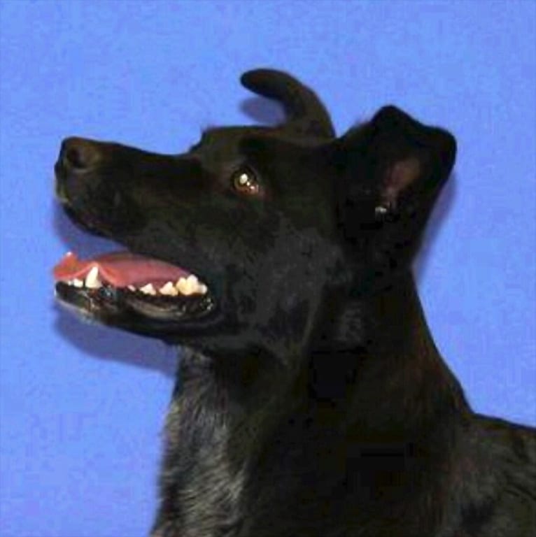 BRECKER, an Australian Cattle Dog and Australian Shepherd mix tested with EmbarkVet.com