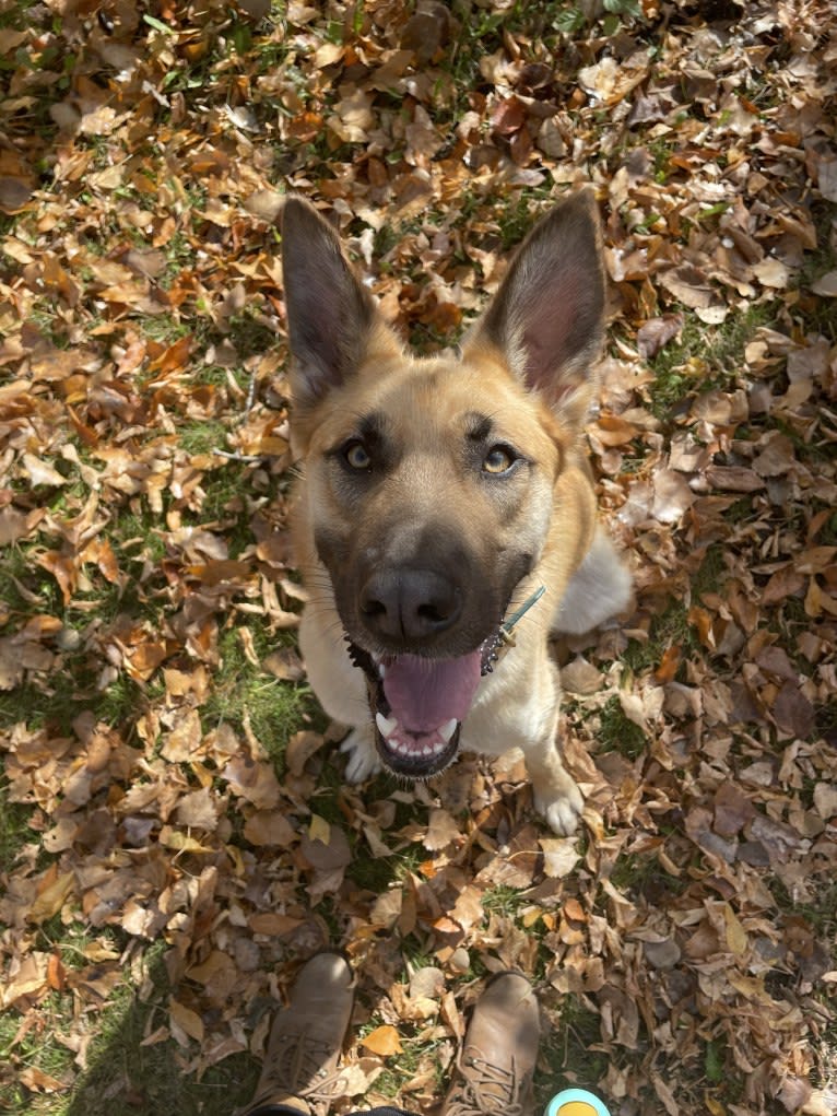 Enzo, a Siberian Husky and German Shepherd Dog mix tested with EmbarkVet.com