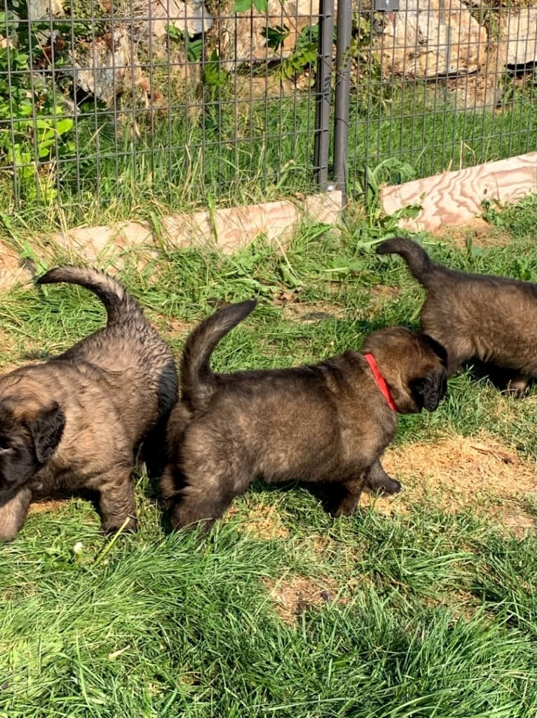 Kamenah's Only For the Brave of Heart "Jasiri", a Leonberger tested with EmbarkVet.com