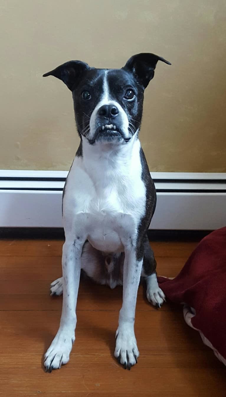 Louie Bean, a Boston Terrier and Rat Terrier mix tested with EmbarkVet.com