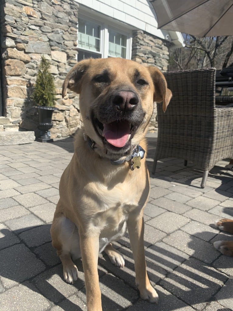 Nikki, a German Shepherd Dog and Chow Chow mix tested with EmbarkVet.com