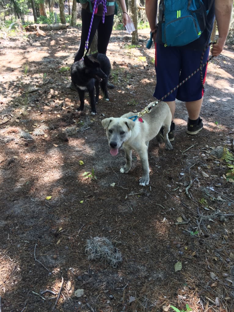 Acrux a dog tested with EmbarkVet.com