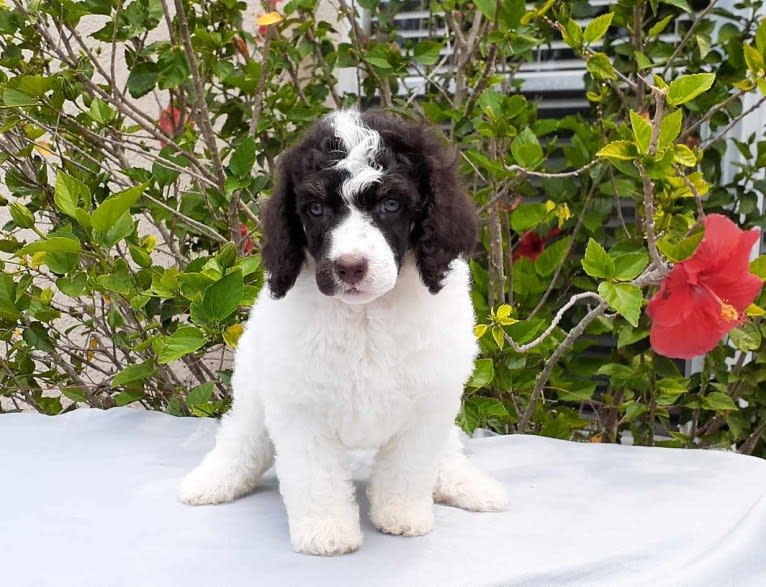 Inanna, a Poodle (Standard) tested with EmbarkVet.com