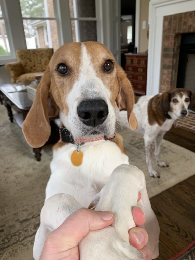 Drum, an American Foxhound tested with EmbarkVet.com
