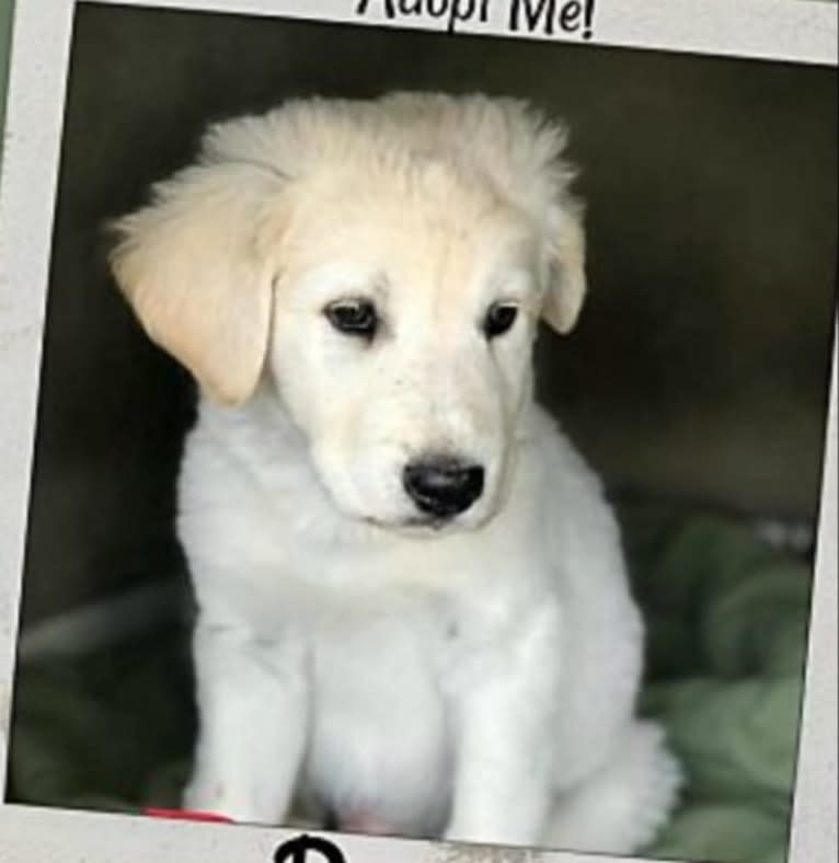 Sebastian, a Great Pyrenees and Great Dane mix tested with EmbarkVet.com