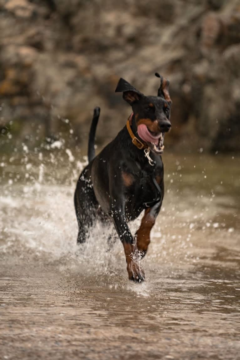 Toby, a Doberman Pinscher tested with EmbarkVet.com